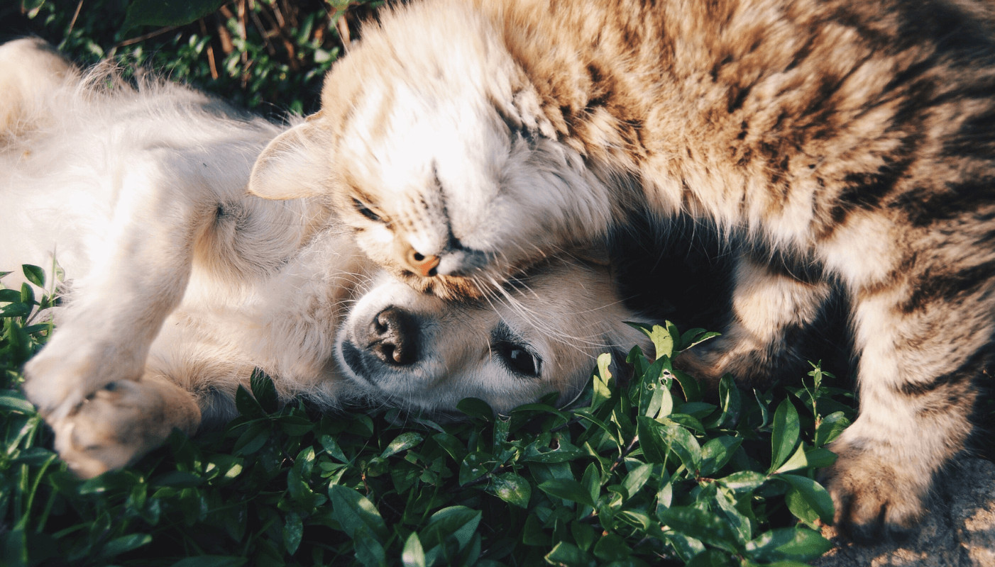 6 Tipuri de antiparazitare pentru animalele de companie