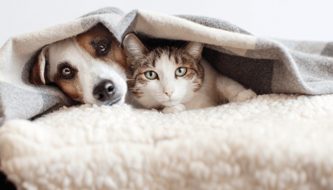 7 Zgomote din casă care stresează animalele de companie și cum le poți reduce