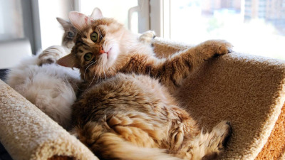 Limbajul trupului la pisici - Cum să înțelegi gesturile subtile ale felinei