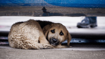 Cum să ajuți animalele fără stăpân în lunile friguroase
