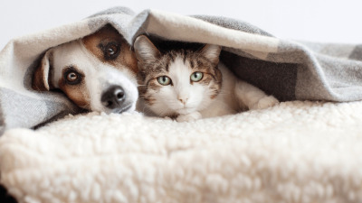 7 Zgomote din casă care stresează animalele de companie și cum le poți reduce