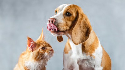 Cum se schimbă nevoile animalului tău pe măsură ce îmbătrânește