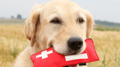 De ce trebuie să ai acasă o trusa de prim ajutor pentru animalele de companie și ce trebuie să conțină