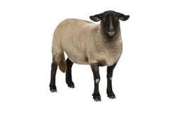 Ovine | Bovine