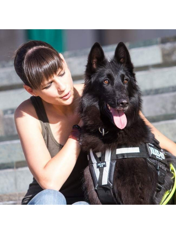 Curea Y pentru Ham Julius K9 - Marimea 1-3
