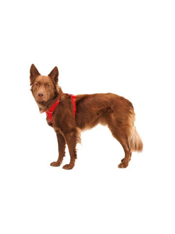 Ham Front Range Ruffwear - S - Red Canyon - Img 5