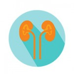 Sistemul digestiv, hepatic & renal
