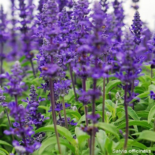 Salvia Officinalis