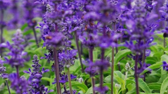 Salvia Officinalis
