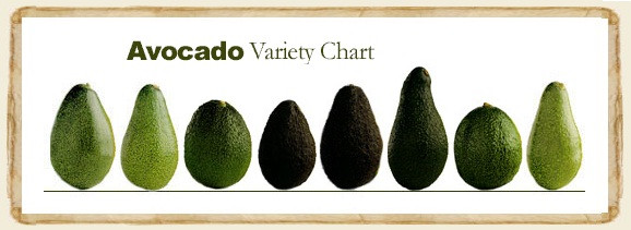 avocado variety chart