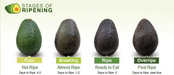 avocadoripestages