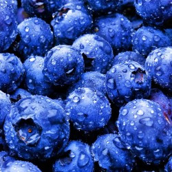blueberries_HD