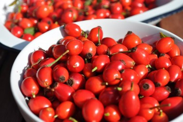 rosehip-02