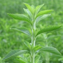 stevia3