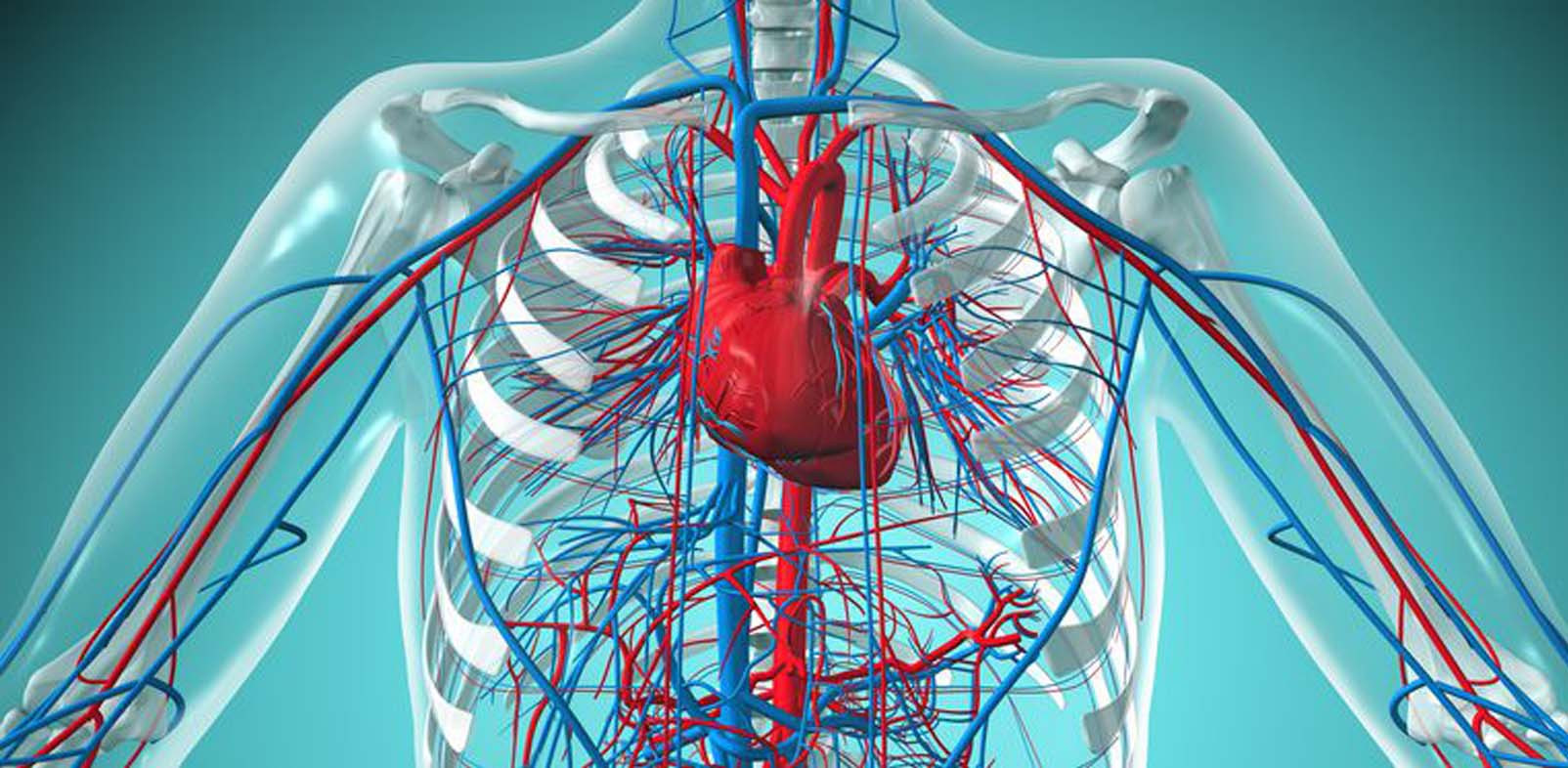 SISTEM CARDIOVASCULAR