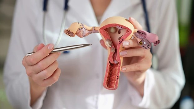 APARATUL GENITAL