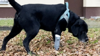 Super-eroul printării 3D. Cum poate beneficia medicina veterinară de pe urma tehnologiei AM