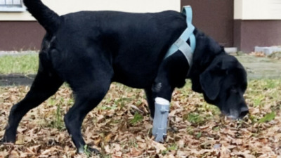 Super-eroul printării 3D. Cum poate beneficia medicina veterinară de pe urma tehnologiei AM