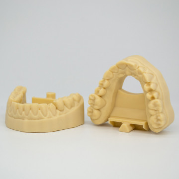 Mulaj dentar - detasat printat din rasina AmeraLabs DMD-21 Sand - Filamente3D.ro