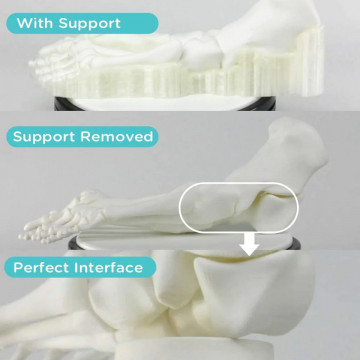 Structura osoasa cu si fara suport printata 3D din filament Polymaker PolyDissolve S1 PVA 750g - Filamente3D.ro