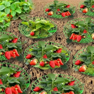 Set 10 suporturi de plantare cu 3 picioare robuste, pentru capsuni, TMVJ2089341 - Img 6