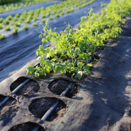 AGROTEXTIL NEGRU