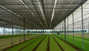 Plasa umbrire 1.5m inaltime x 60m lungime , grad de umbrire 40%, - Img 5