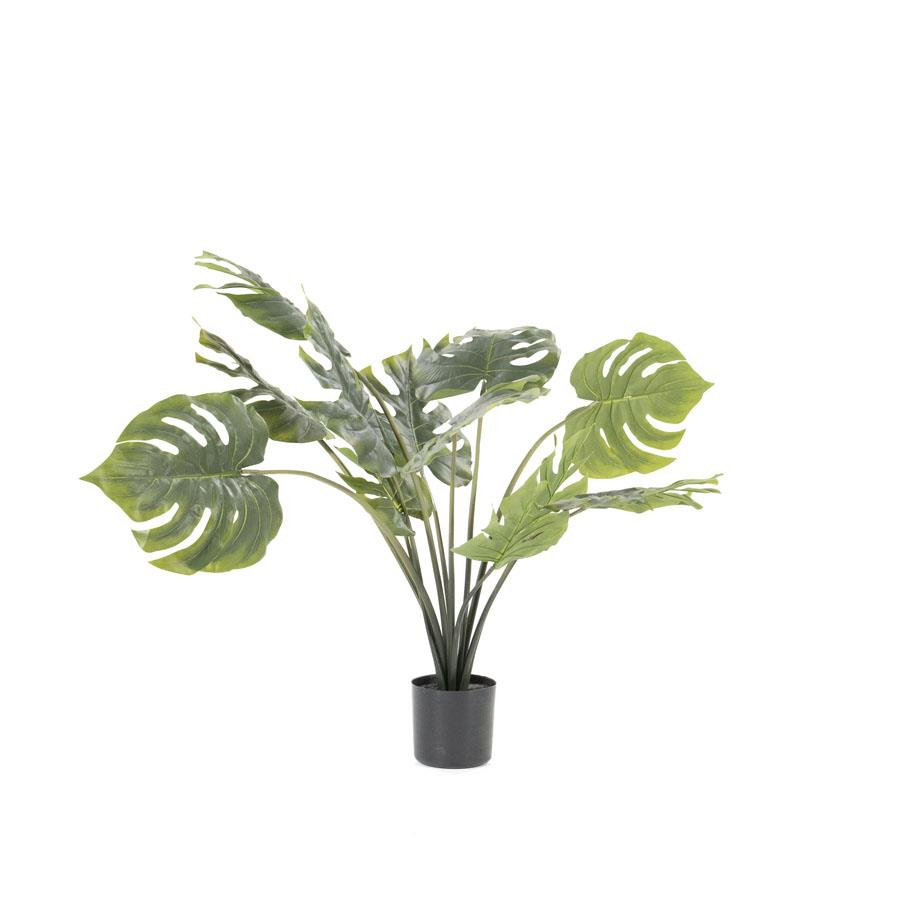 monstera white Monstera White Monster (large form) – Studio Plantes
