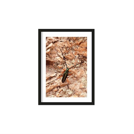 TABLOU - VIIATA INSECTELOR - 40 X 50 (CM)