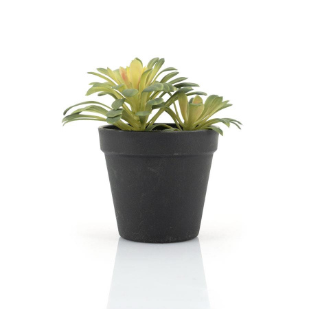 SUCULENTE - PLASTIC - VERDE -16.5(L) x 13(h) x 16.5(l)