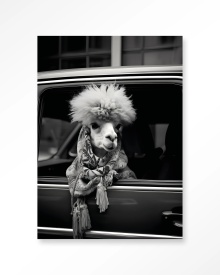 TABLOU - ALPACA IN TAXI