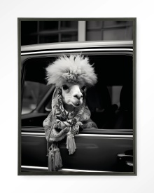 TABLOU - ALPACA IN TAXI - Img 2