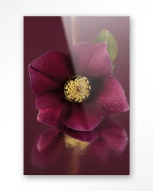 TABLOU - DE ELEGANTIE VAN DE KERSTROOS - Img 8