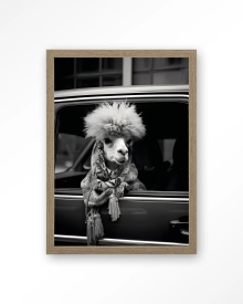 TABLOU - ALPACA IN TAXI - Img 9