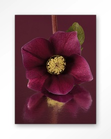 TABLOU - DE ELEGANTIE VAN DE KERSTROOS - Img 5