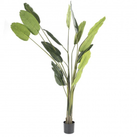 STRELITZIA MARE - POLIESTER/PLASTIC - VERDE - 46(L) x 220(h) x 46(l)