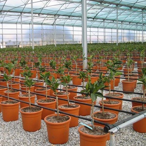 Furtun picurare, din 40 in 40 cm, 400 metri/rola - Img 6