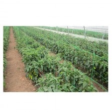 Plasa Pentru Plante / Verde 150X150Mm - 1.7X100M / 170MP