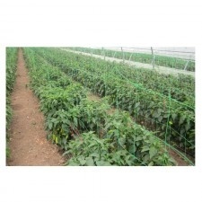 PLASA PENTRU PLANTE / VERDE 150X150MM - 1.7X10M