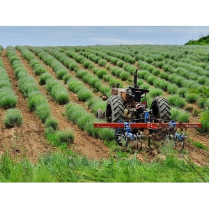 Ulei Esențial de Lavandă 10ml - Img 4