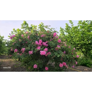 Ulei Macerat de Trandafir Rosa Damasceana 30ml - Img 4