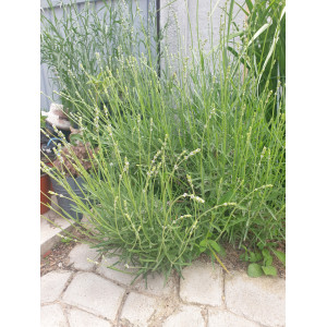 Lavanda in ghiveci 16 - 20 cm - Img 2