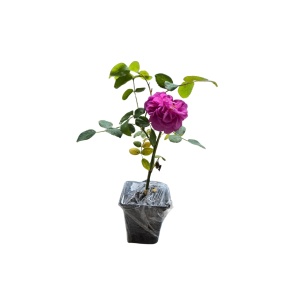 Trandafir de dulceata ( Damasc)