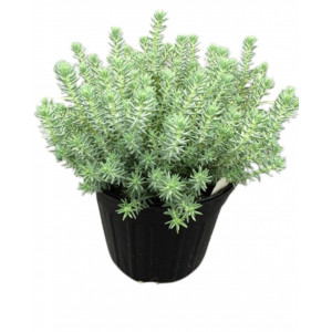 Iarbă de soaldina (Sedum reflexum) - Img 1