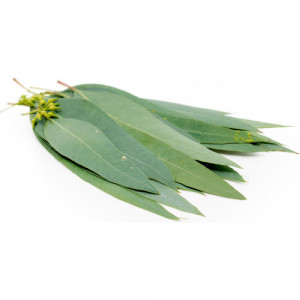 Ulei esential pur si natural Eucalipt