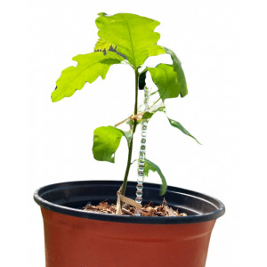 Stejar Quercus Robur, ghiveci 2L, H 15-25 cm - Img 3