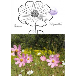 Cosmos- fisa de colorat