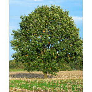 Stejar Quercus Robur, ghiveci 2L, H 15-25 cm - Img 4