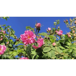 Ulei Macerat de Trandafir Rosa Damasceana 30ml - Img 3