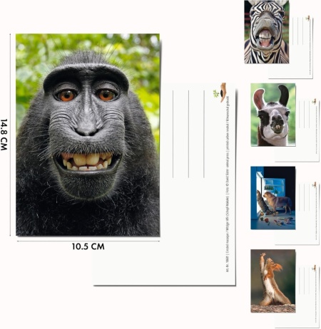 Set 100 Cărți Poștale cu Animale Edition Colibri, Toate Diferite, Finisaj Lucios cu Lac UV, Ideale pentru Colecționari, Școli sau Postcrossing - Img 7